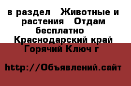  в раздел : Животные и растения » Отдам бесплатно . Краснодарский край,Горячий Ключ г.